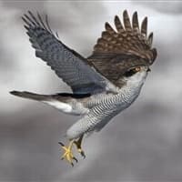 Hawks