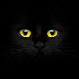 Kara Kedi