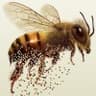 brus