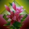 Acemi_caylak