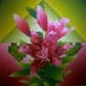 Acemi_caylak