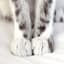 ebruli