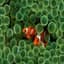 turkuaznoise