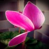 fadime_aydogdu