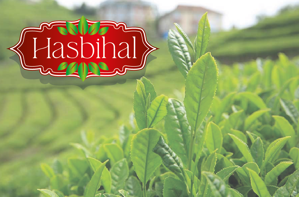 Tasarım #38